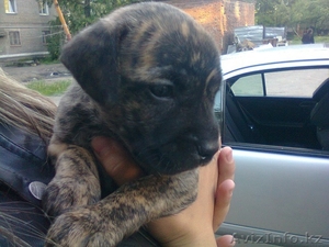 Продам Щенка породы Питбуль #303286