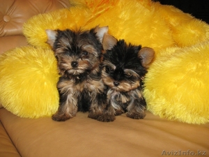 Йоркширский терьер,  великолепные щенки! #284521