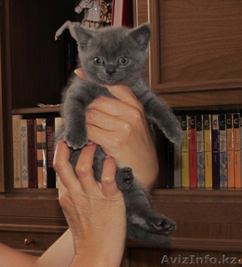 Котята 2, 5 мес. #307825