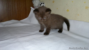 продажа котят шотландских прямоухие #285391