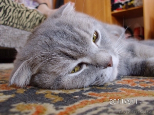 кошки вислоухие #290671