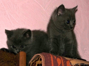 Котята британской короткошерстной #305892