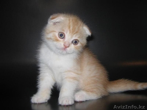 Шотландские котята от привозных , выставочных родителей. #294960