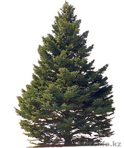 услуги садовника,  устройство газона. озеленение #296438