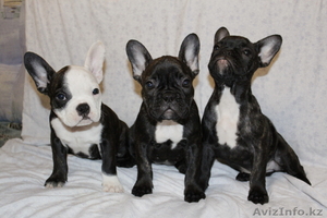 Французики милые щенки #255174