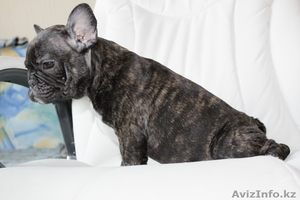 Продаются щенки Французского бульдога #233864