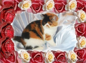 Экзотических котят редких окрасов недорого #294649