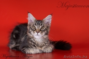 Питомник мейн-кунов Majesticcoon #294727