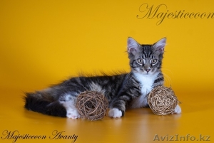 Котята породы мейн-кун #303021