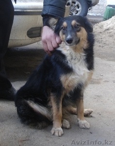 Отдам в добрые руки! #285973