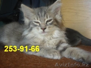 Отдам котят в хорошие руки Алматы #294957