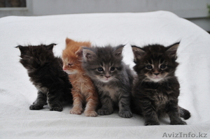 Котята породы Мейн Кун #290828