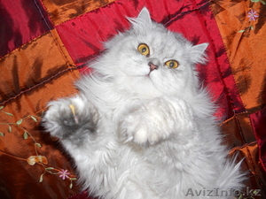 Отдам бесплатно кота перс шиншил в добрые руки! #304235