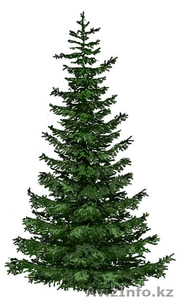 устройство газона. озеленение #296445