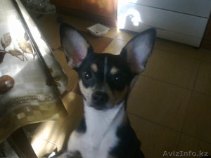 Для той-терьера #292502