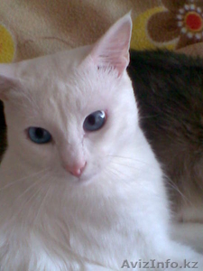 Отдам кота в хорошие руки. #298153