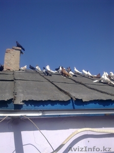 Голуби все очень красивые #287810