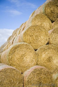 Продается сено,  кормовая травосмесь #304351