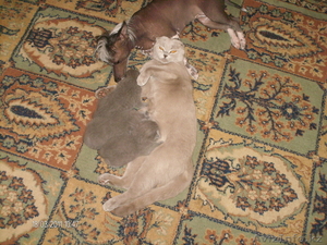 Продам Британско - Шотландских котят. #283723