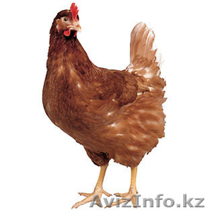 Продам мясо кур (несушек) породы Hy Line  #287360