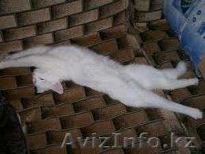 Котик даром в хорошие руки! #305658