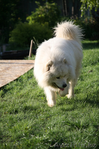 Кабель лайки самоеда для вязки. #285094