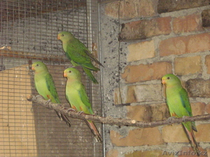 Роскошный барабандов попугай  #291388