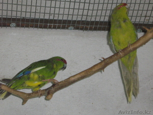 попугайчики Какарики #291393