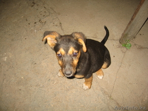 ОТДАМ ЩЕНКА В ДОБРЫЕ РУКИ #295641