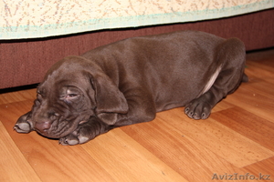 продам щенка Куцхаара #295559