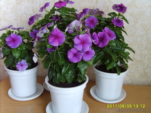 Продам Катарантус гибридный #294689