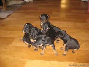 щенки ягдтерьера #300452