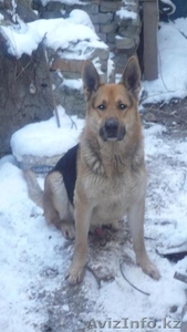 кобель восточно европейской овчарки для вязки #296178