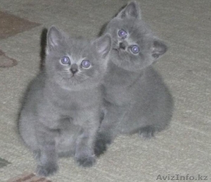 Продам двух британских кошечек (BRI a). #308920