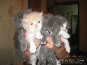 Poroda -persidskie #284411