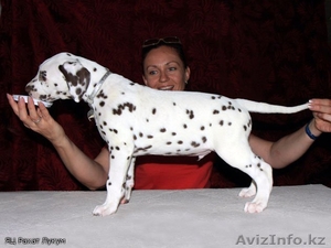 Щеночки далматина #282407