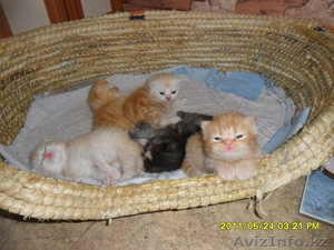 продам котят #287851