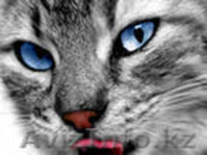 Отдам красивых котят в хорошие руки #309604