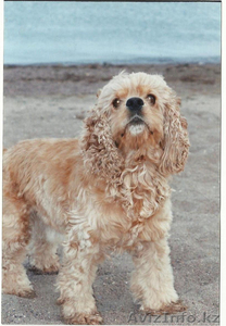 Ищу сучку для вязки. (Американский кокер спаниель) #280666