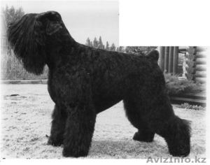 Русского Черного терьера,  щенков.Самара #286184