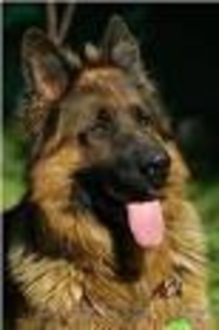 Пропала немецкая овчарка #286954