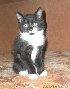 Ласковые котята ждут любимых хозяев! #311326