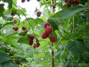 продам дачу 59000 $ район коклайсай #330040