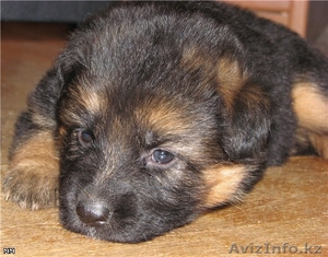 Очаровательных щеночков немецкой овчарки #321974