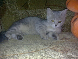 Шотландские котята #336489