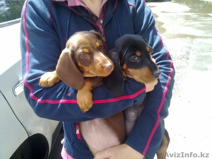 Продам такс,  кобель и сука,  2 месяца с родословной. Тел:49-93-94 #311885