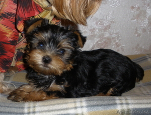 щенки йоркширского терьера с родословной  #327561
