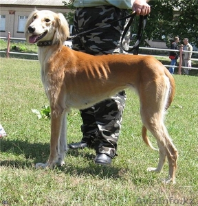 Продажа собак породы КАЗАХСКАЯ ТАЗЫ #327567