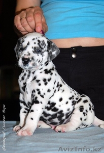 щенки породы Далматин #310463