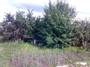 Дача 7, 5 сот. Район Телецентр. общество 